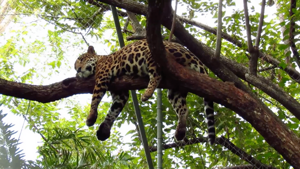 Santuario Las Pumas - Especies