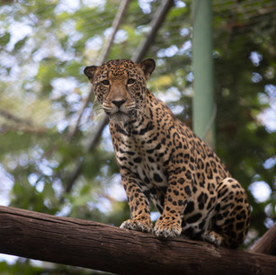 La desconexión del ser humano con la fauna silvestre y su impacto en los animales.