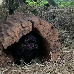 YAGUARUNDI EN PRELIBERACIÓN / YAGUARUNDI IN PRE-RELEASE AREA