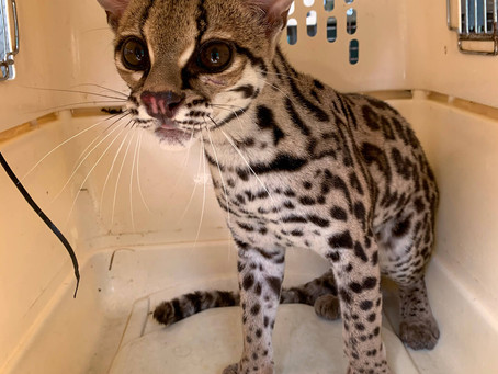 ¡CAUCEL AL BOSQUE! / MARGAY TO THE FOREST!